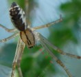 /album/linyphiidae/lyniphidae-det-jpg/